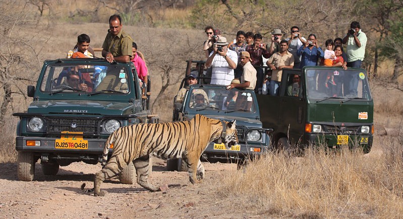 A Guide to the Best Places to Tiger and Birdwatch in Rajasthan