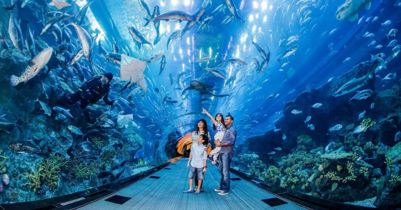 Dubai Aquarium and Underwater Zoo Will Take Your Breath Away
