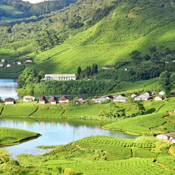 Munnar and Alleppey Tour