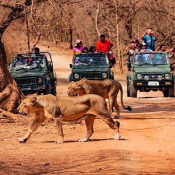 Somnath Dwarka with Sasan Gir